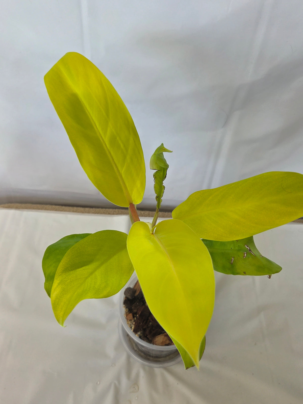 Moonlight Philodendron
