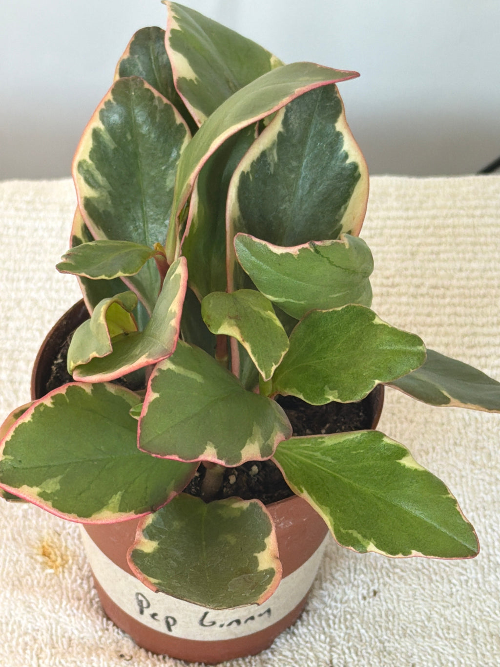 Peperomia Ginny