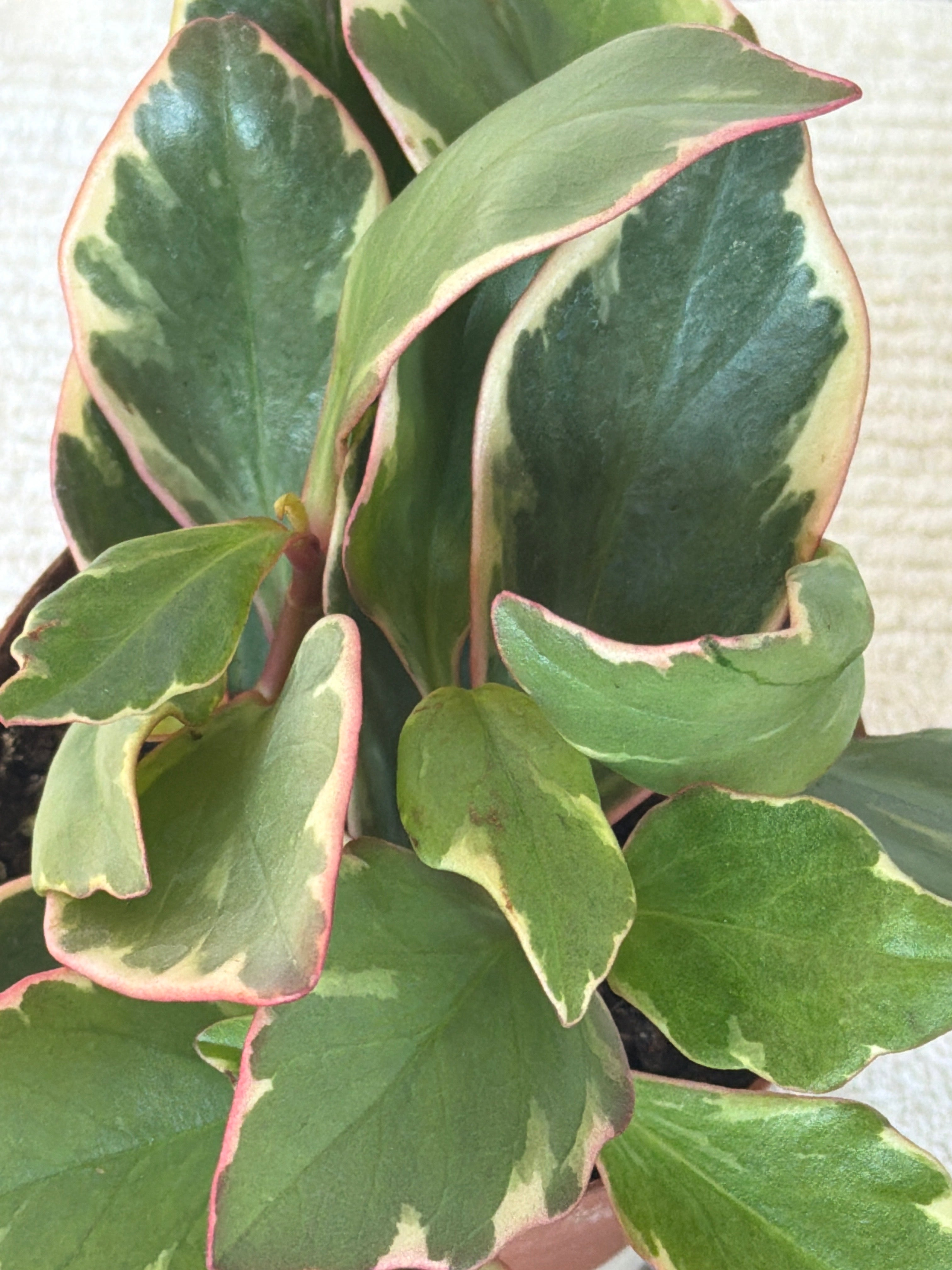 Peperomia Ginny