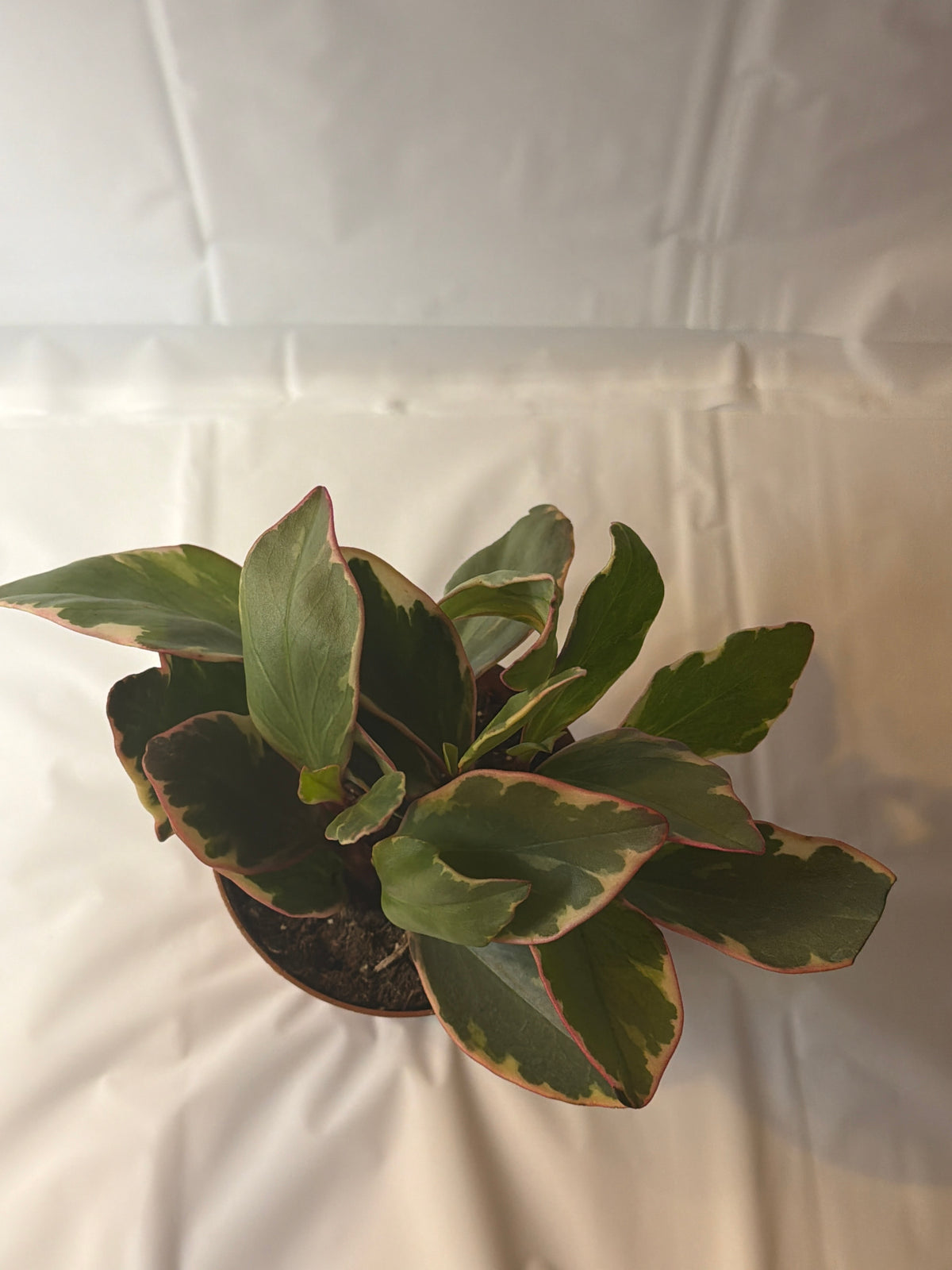 Peperomia Ginny