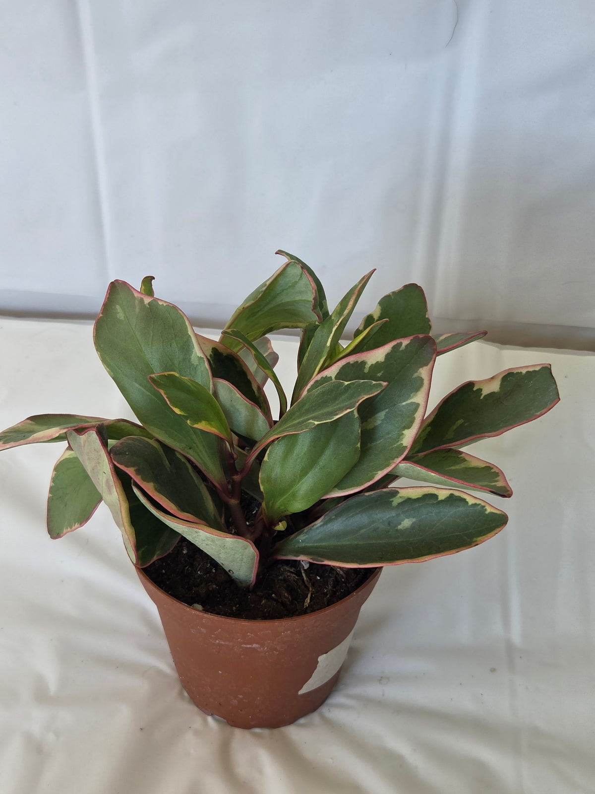 Peperomia Ginny