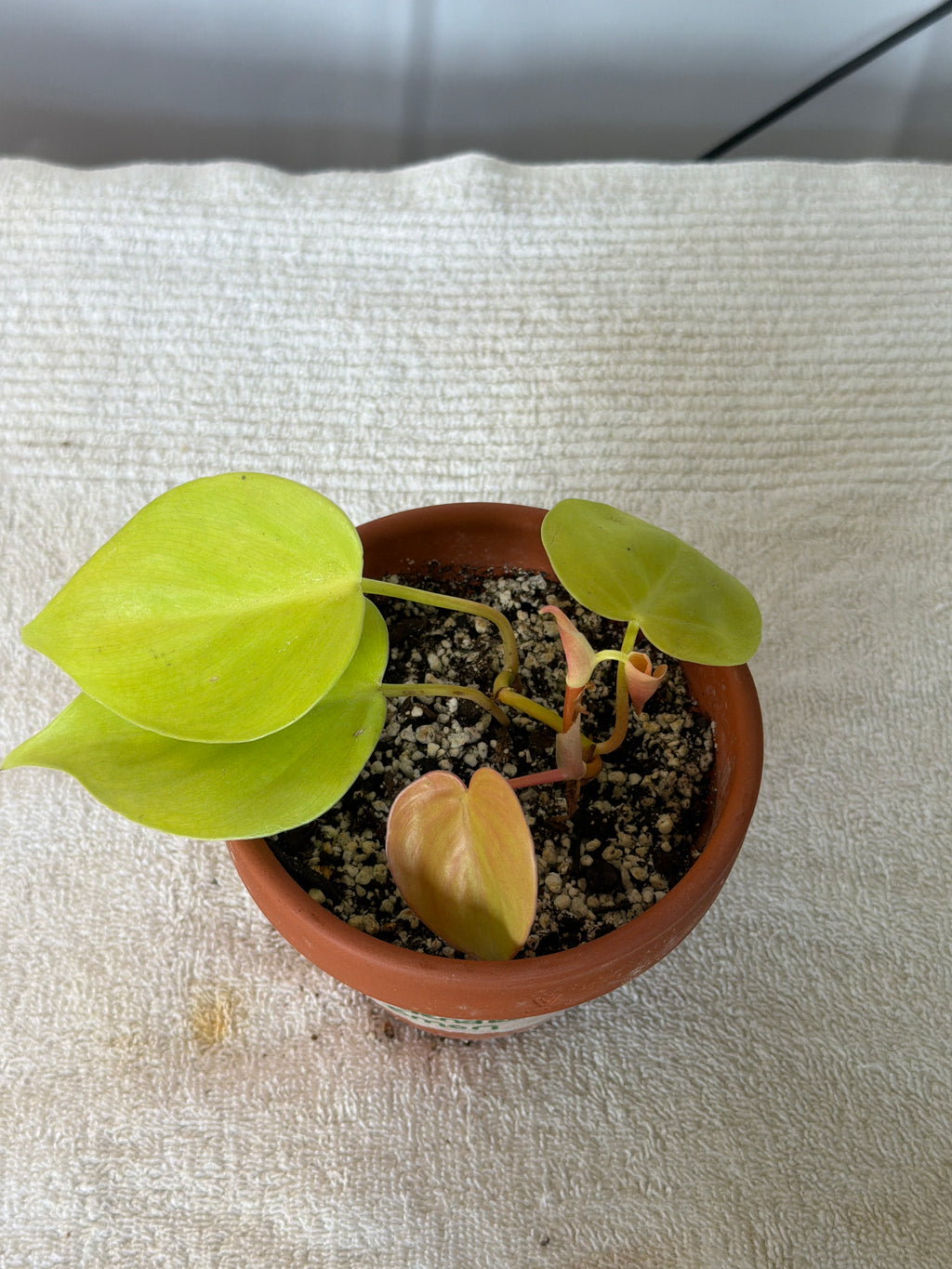 Philodendron Lemon