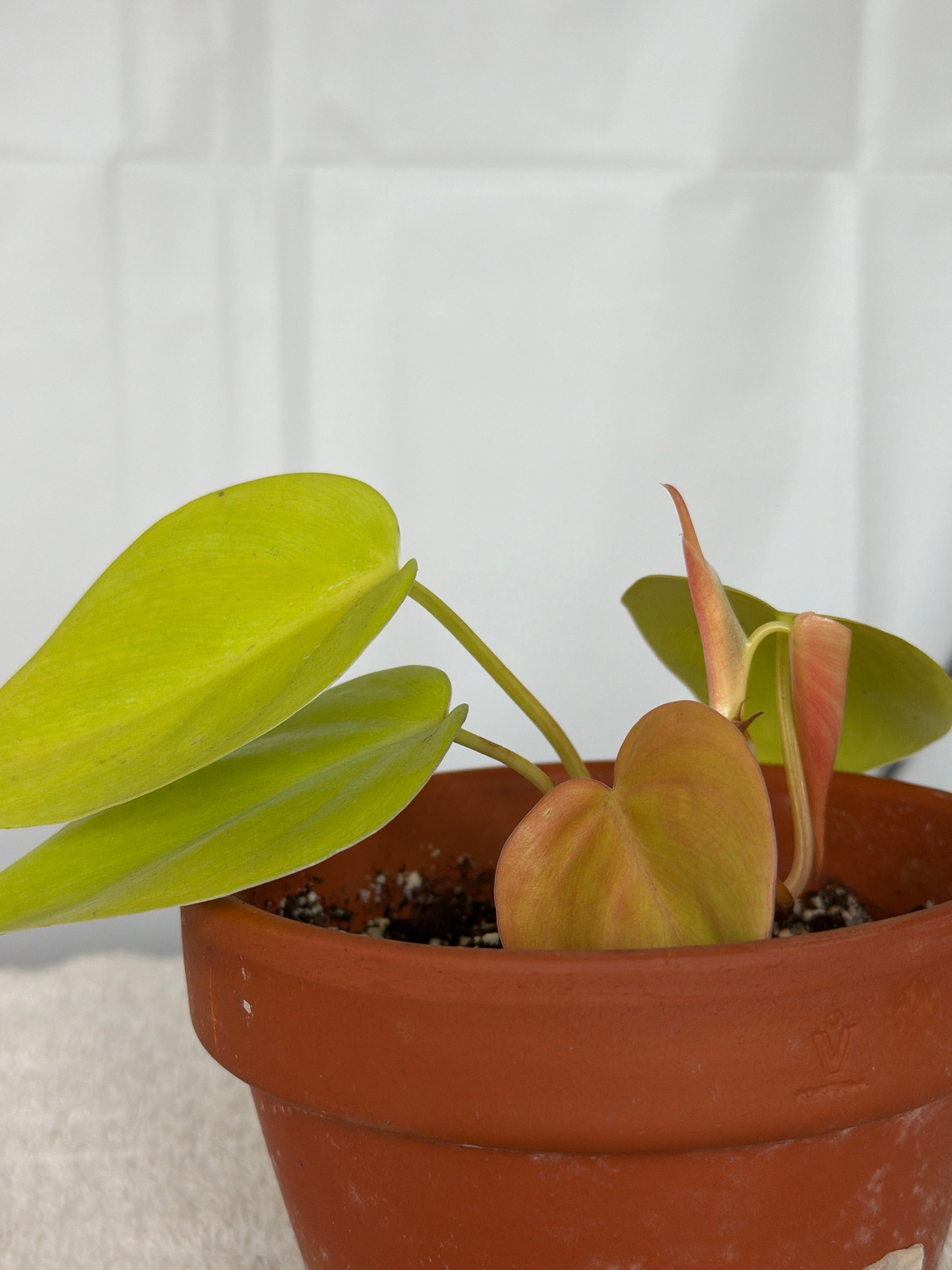 Philodendron Lemon
