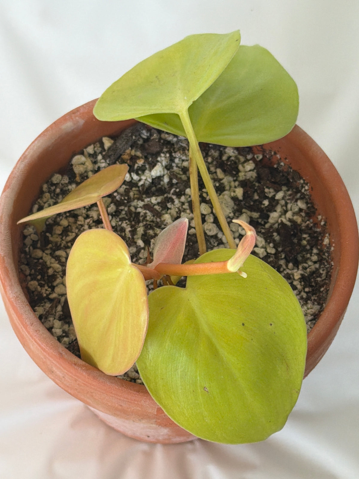 Philodendron Lemon