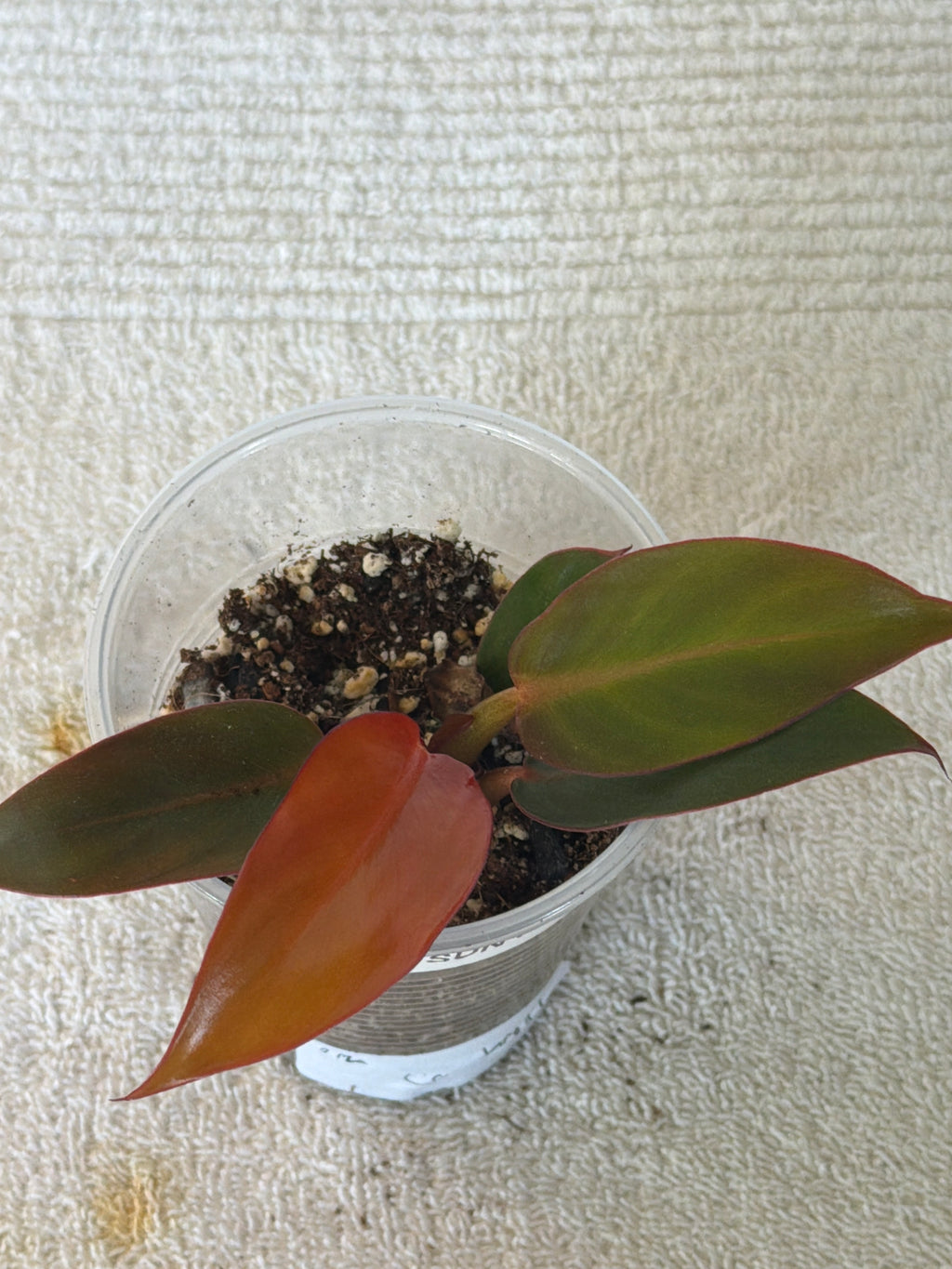 Philodendron Sun Red