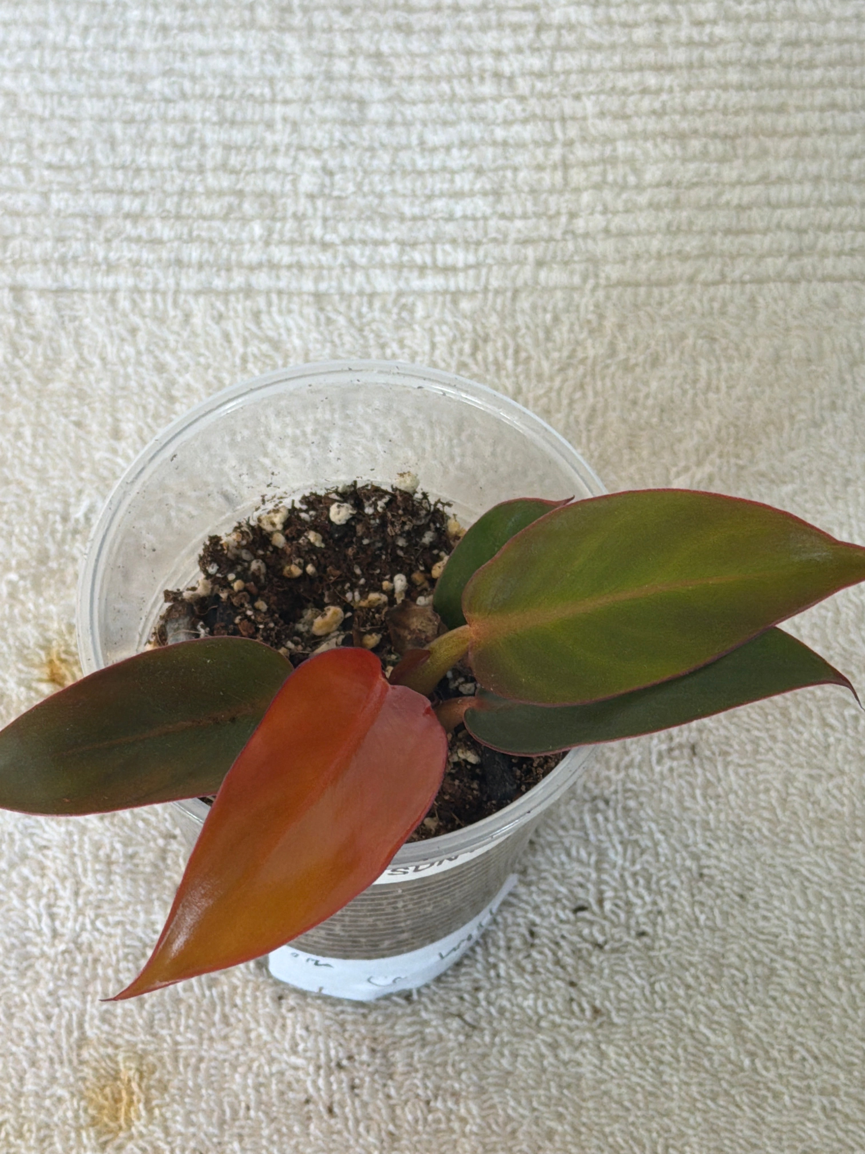 Philodendron Sun Red