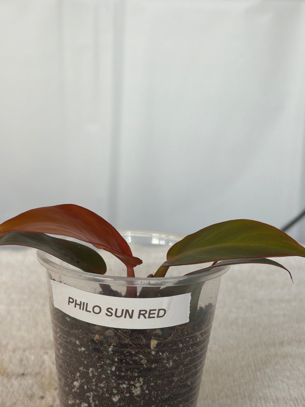 Philodendron Sun Red