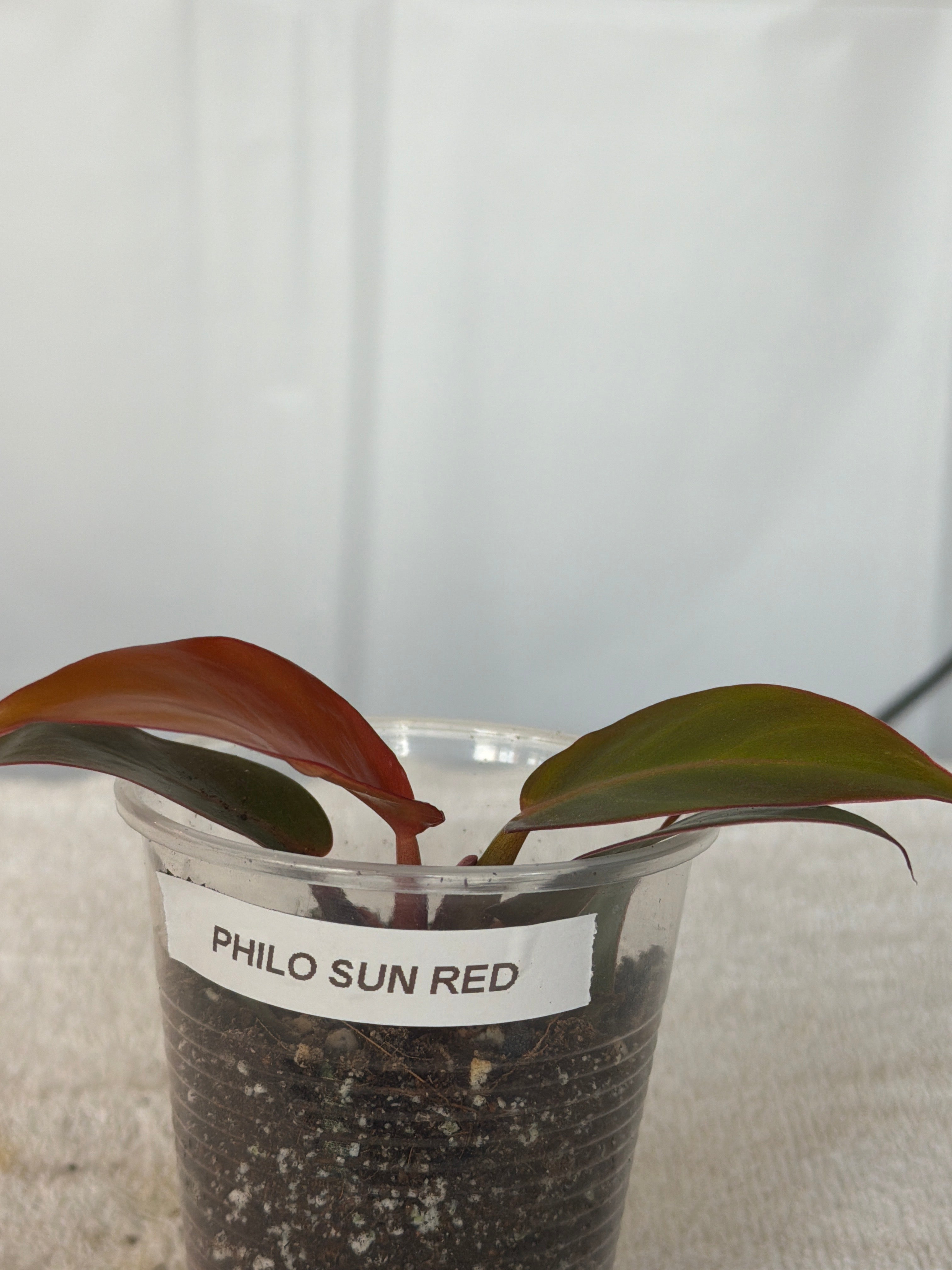 Philodendron Sun Red