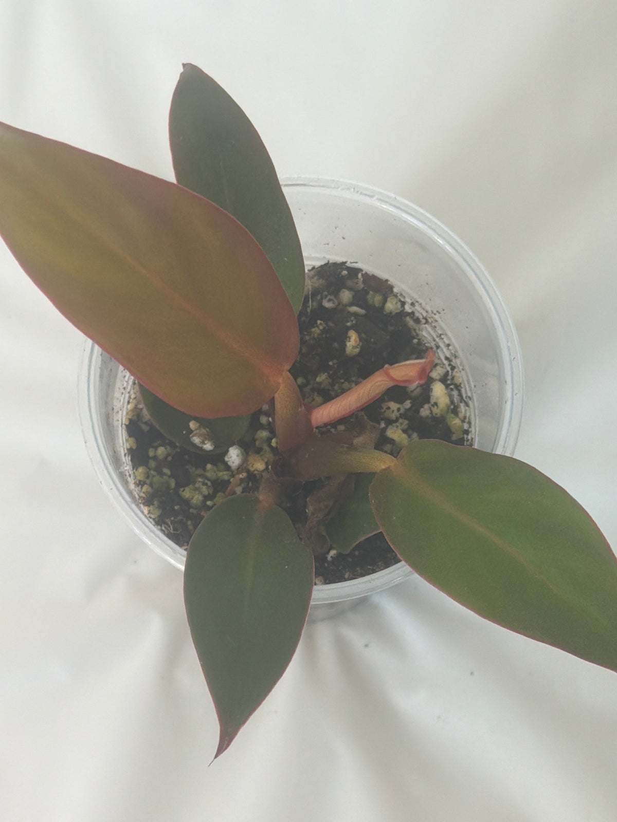Philodendron Sun Red
