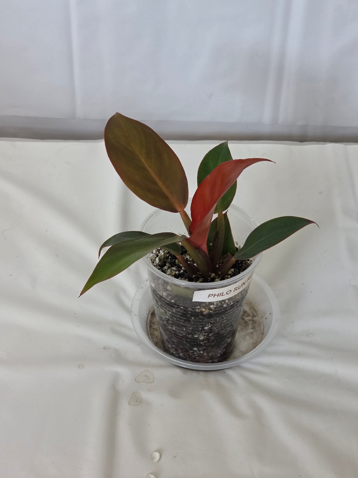 Philodendron Sun Red