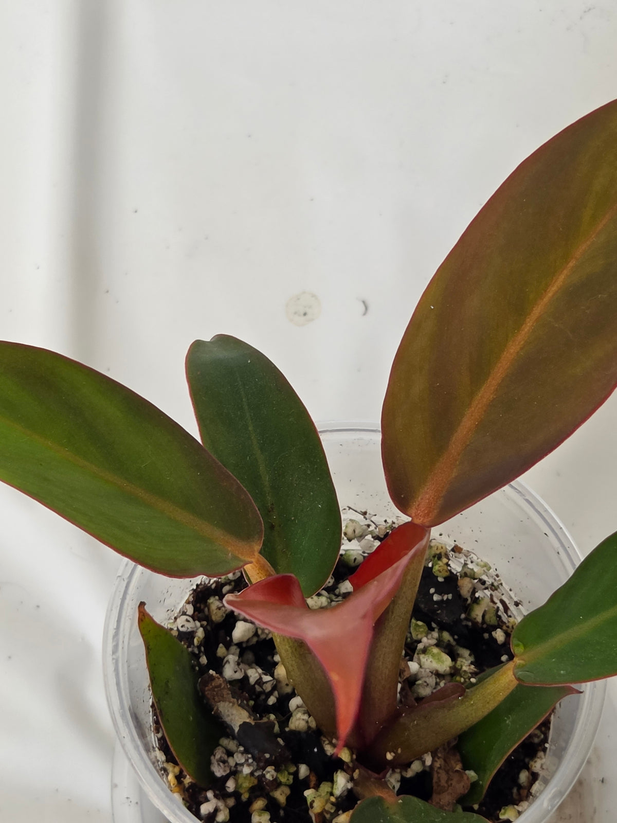 Philodendron Sun Red