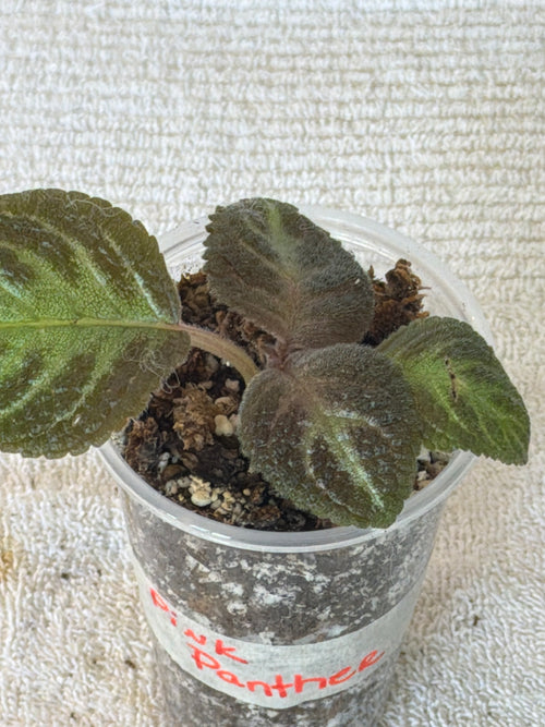 Pink Panther Plant