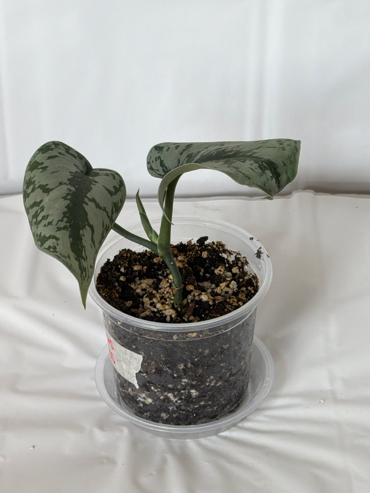 Scindapsus Silver Pothos