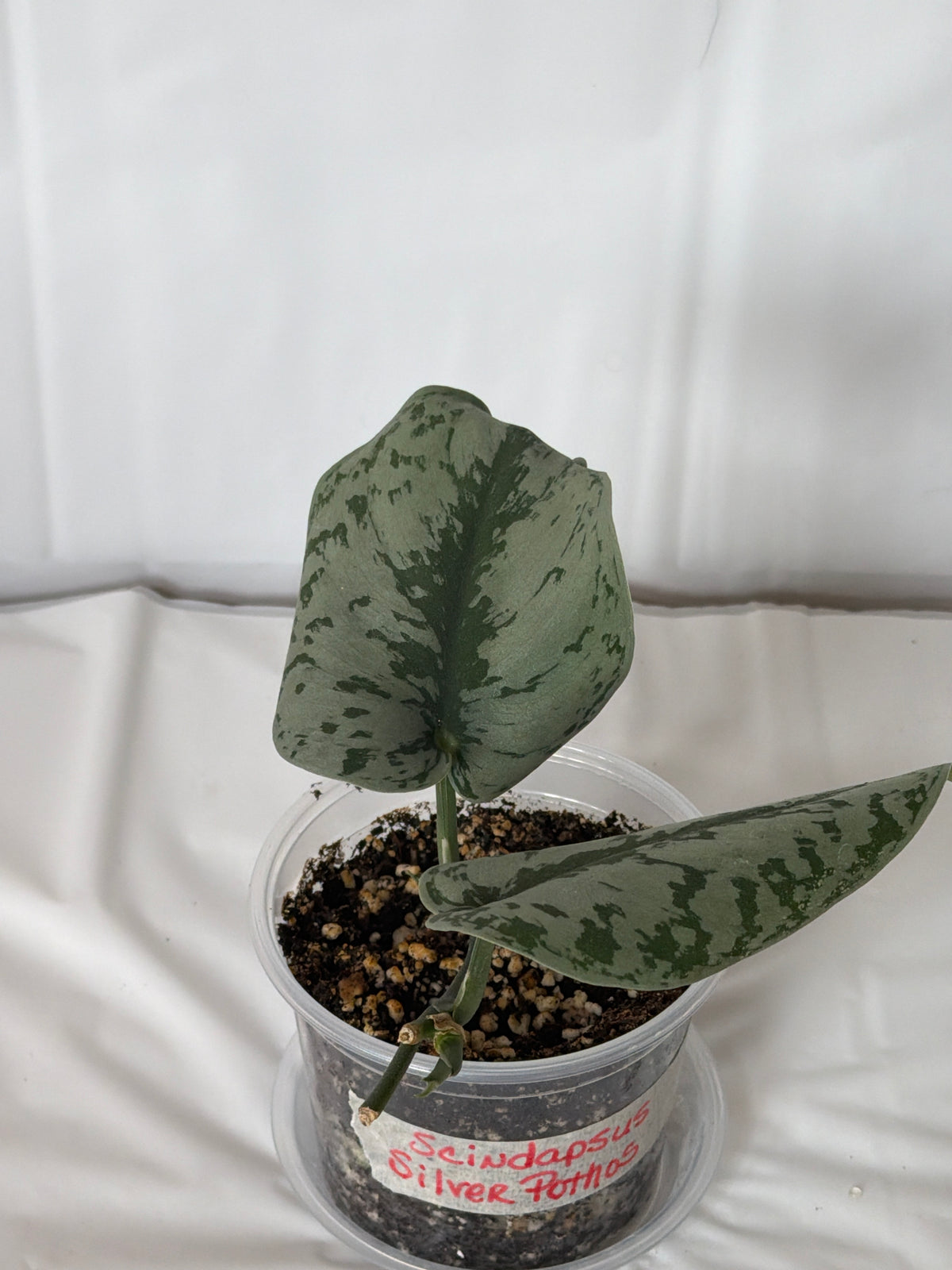 Scindapsus Silver Pothos