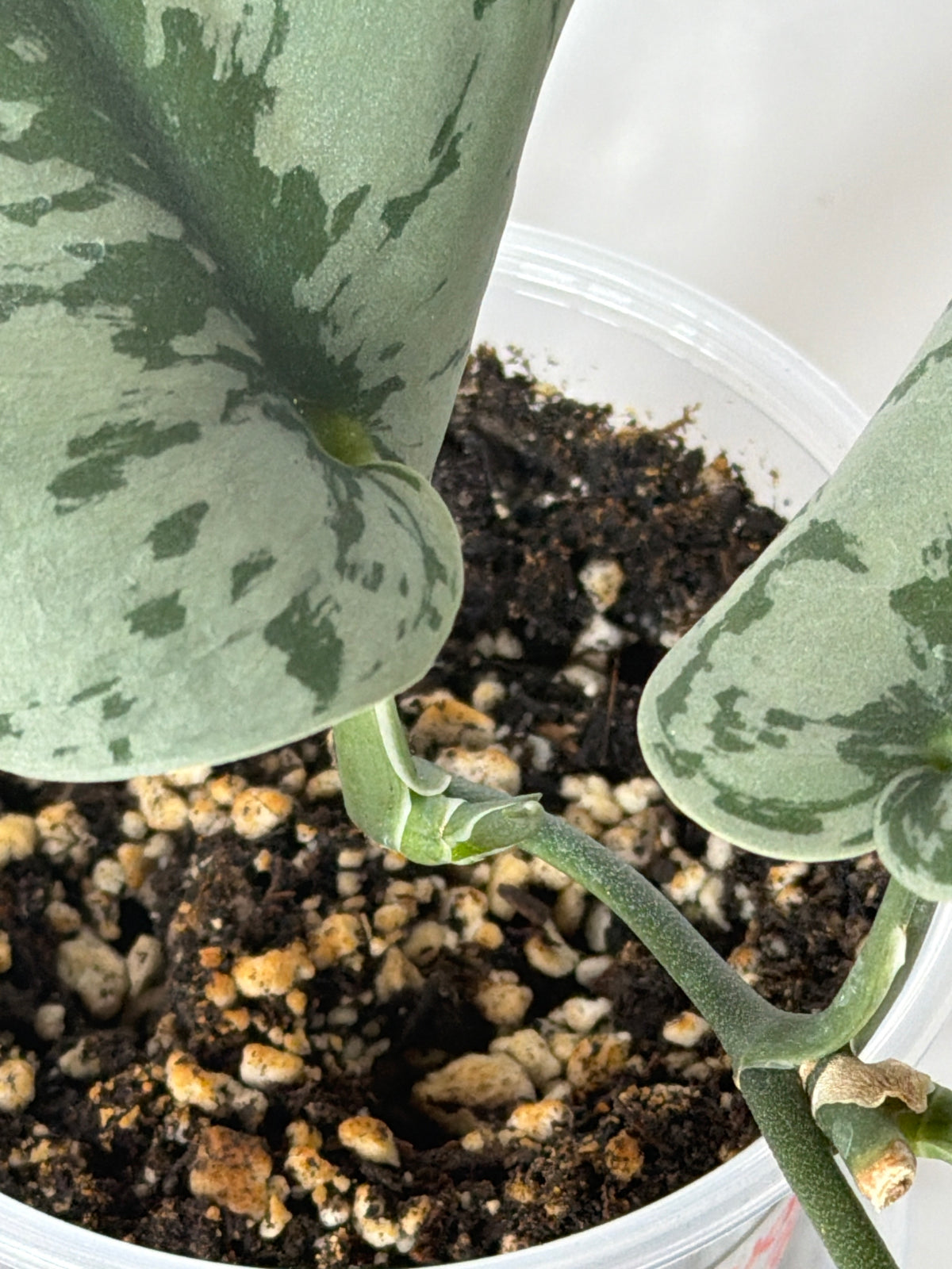 Scindapsus Silver Pothos