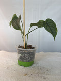 Silver Monstera