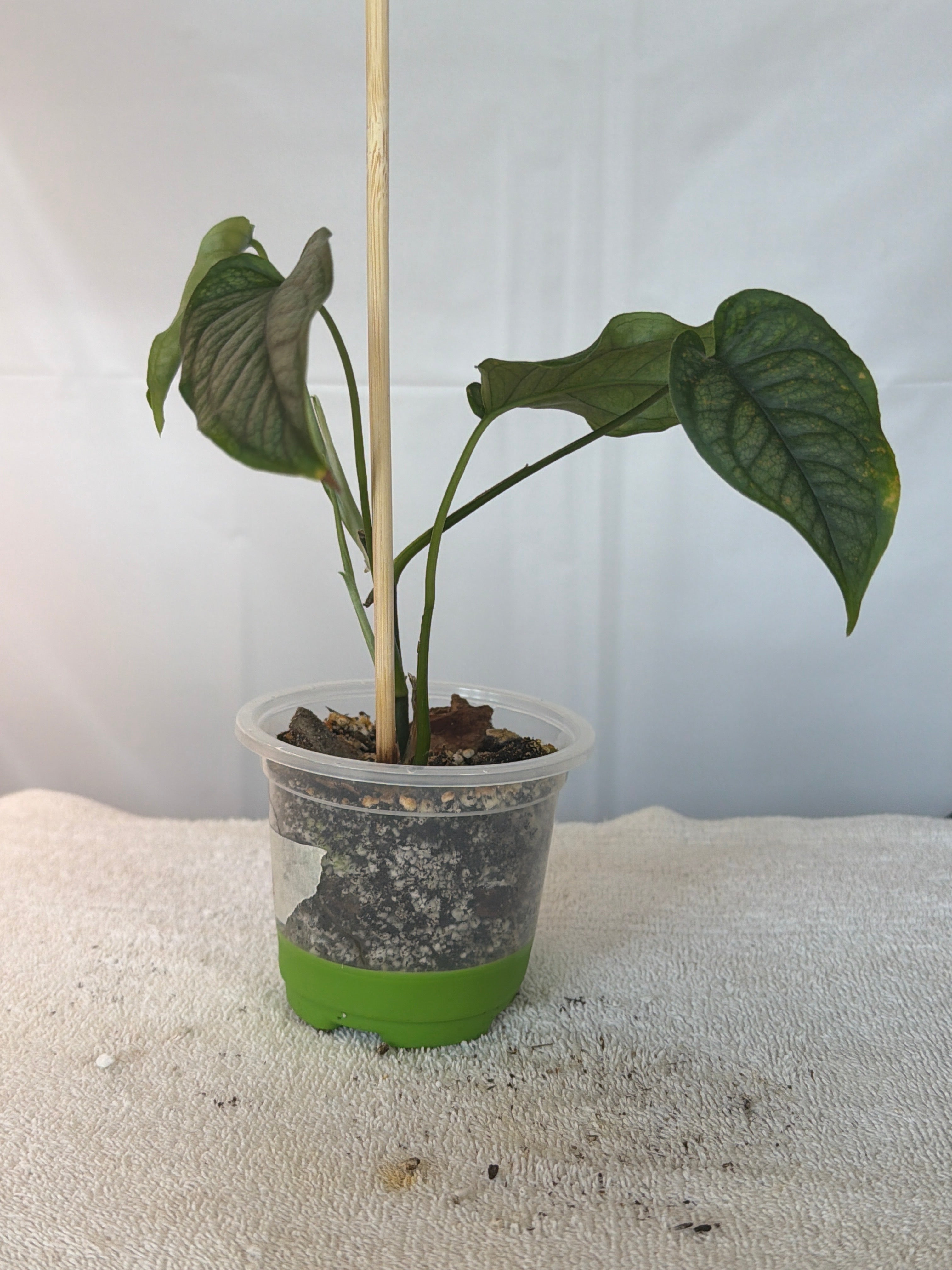 Silver Monstera