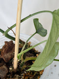 Silver Monstera