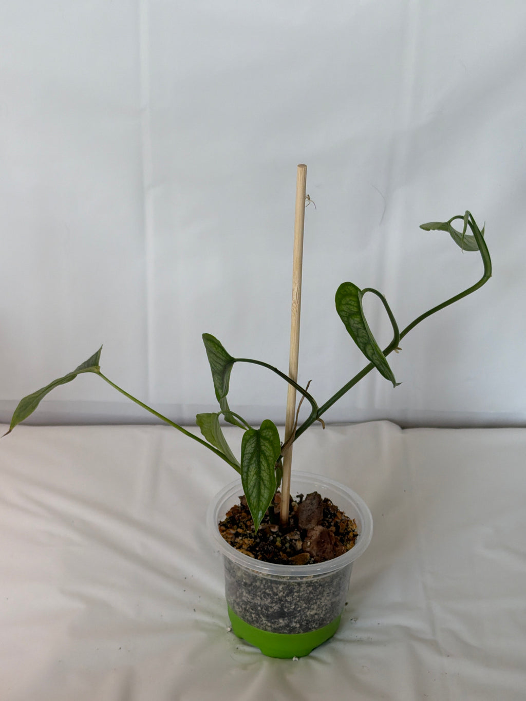 Silver Monstera