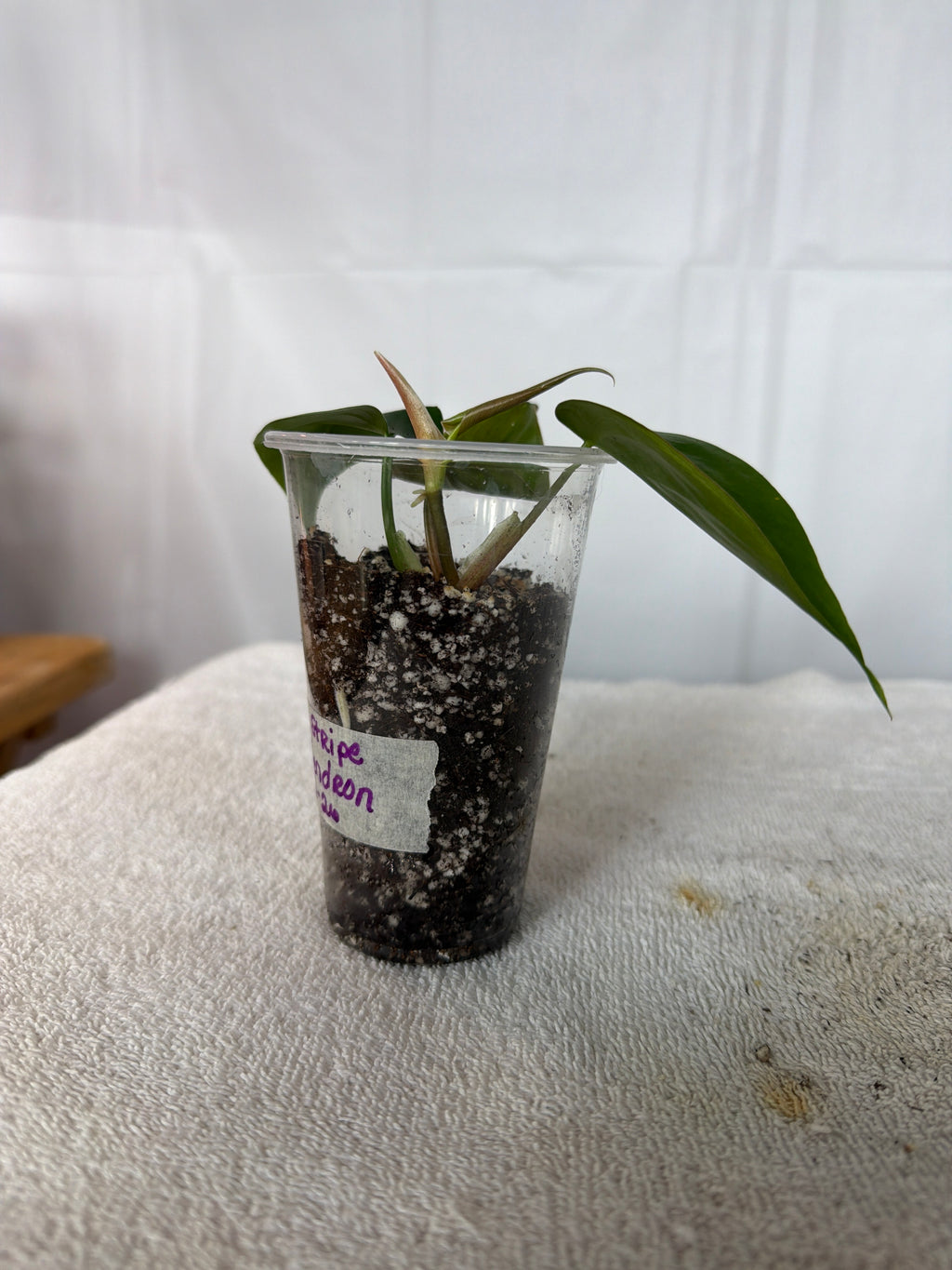 Silver Stripe Philodendron
