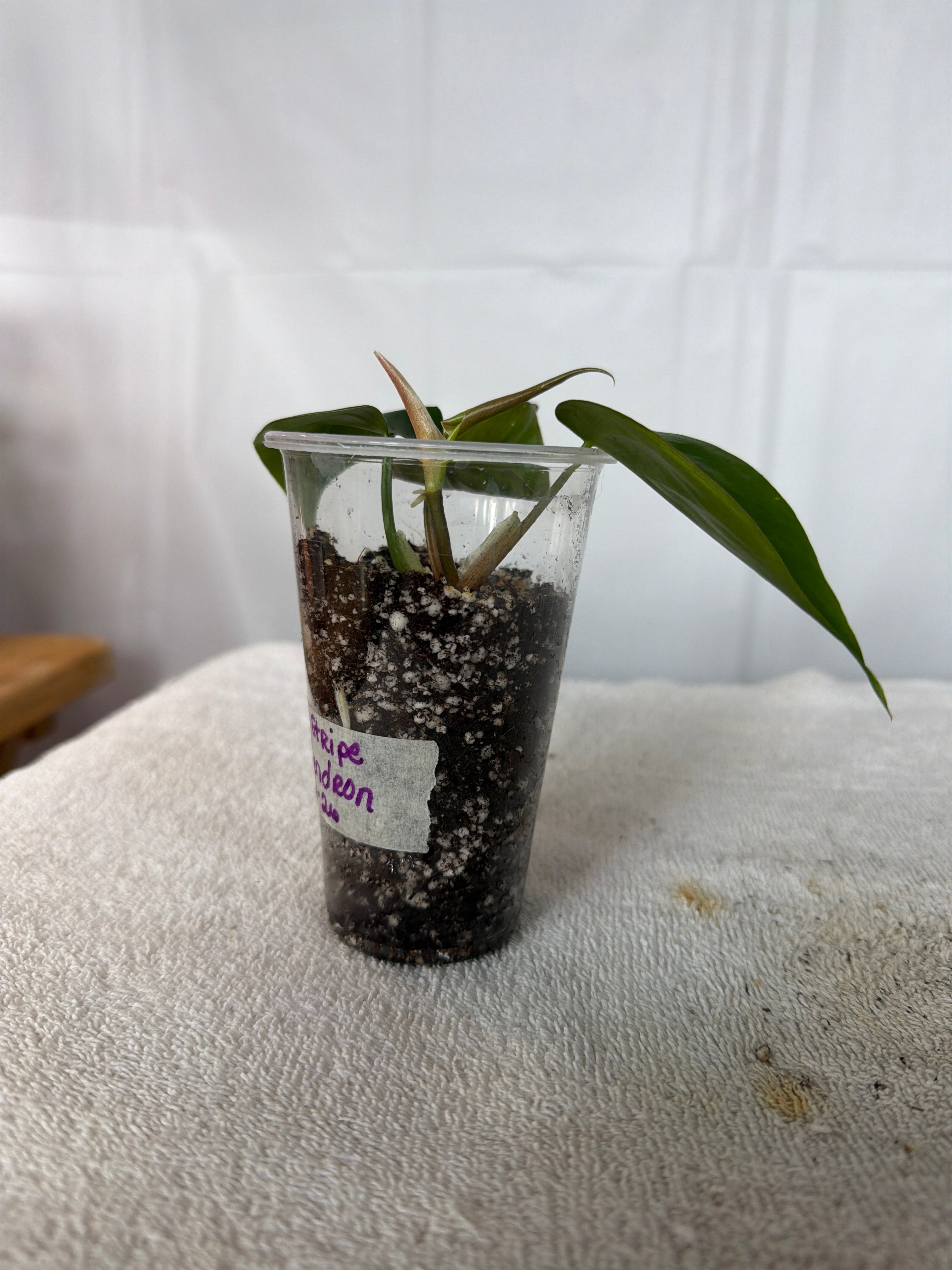 Silver Stripe Philodendron