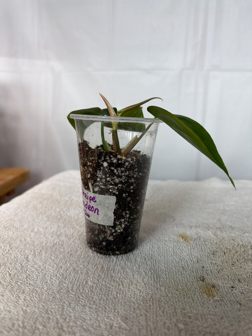 Silver Stripe Philodendron