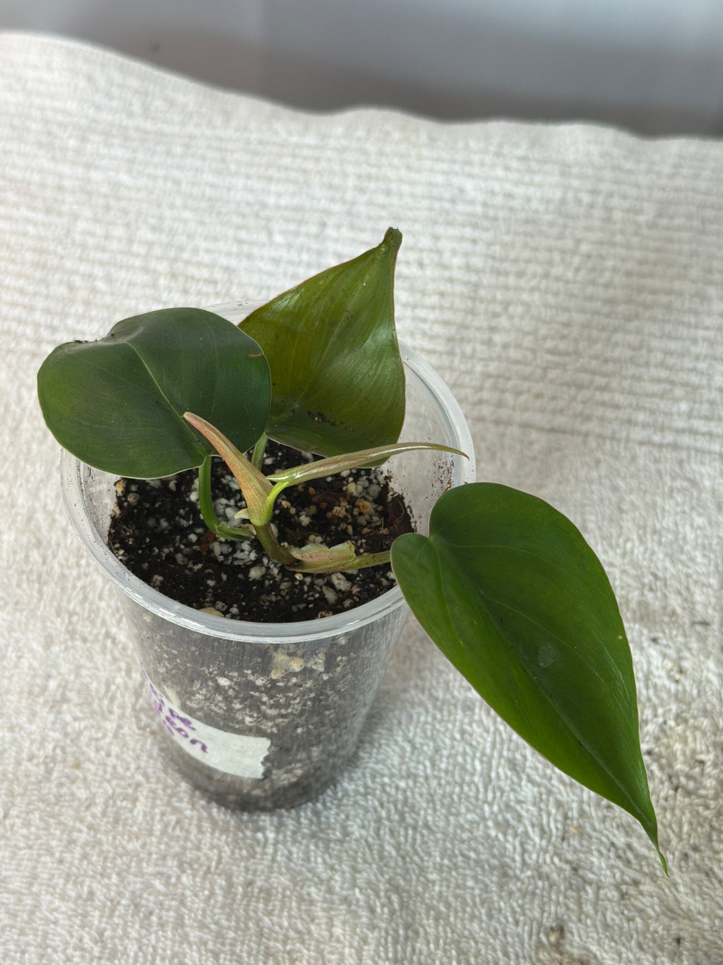 Silver Stripe Philodendron