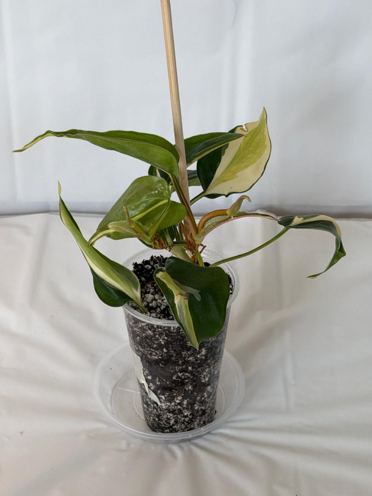 Silver Stripe Philodendron