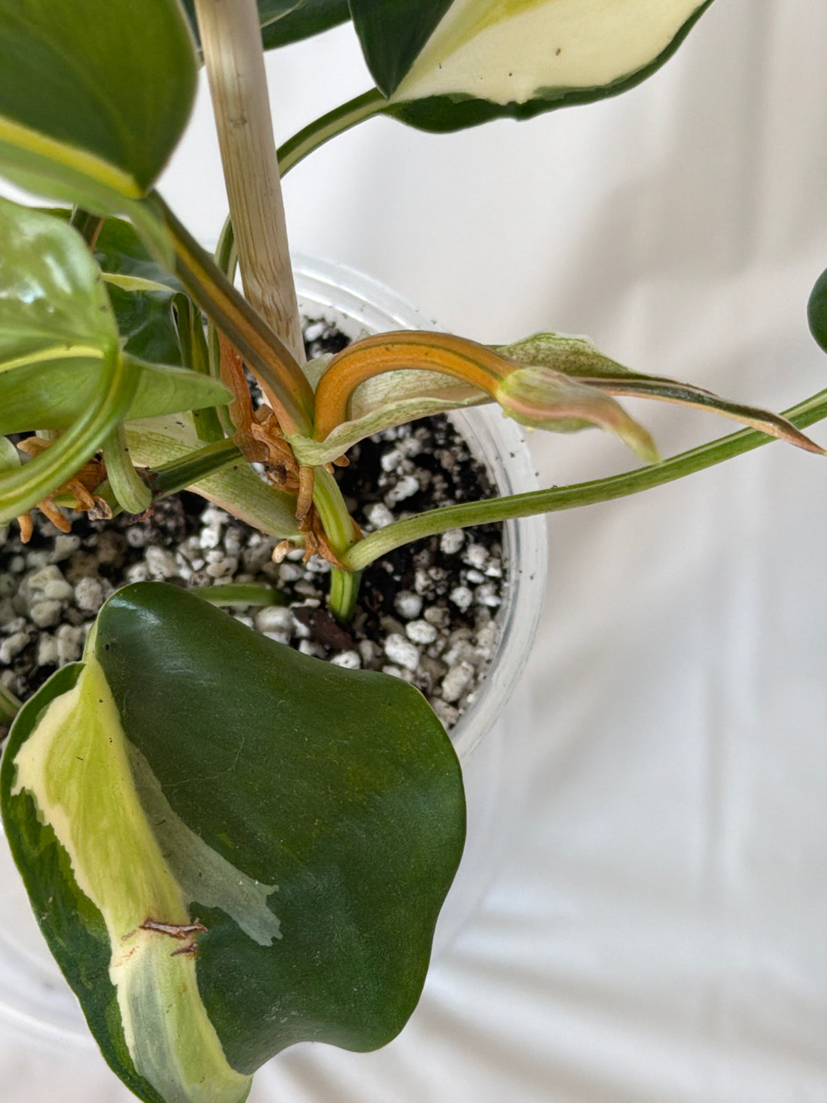 Silver Stripe Philodendron