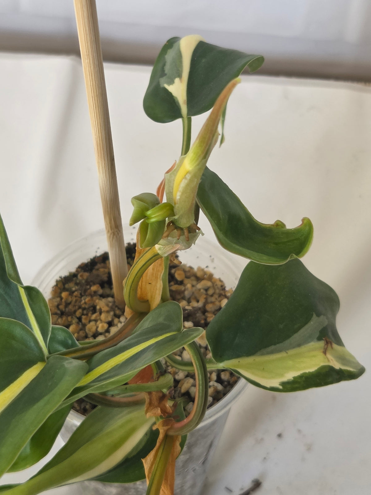 Silver Stripe Philodendron