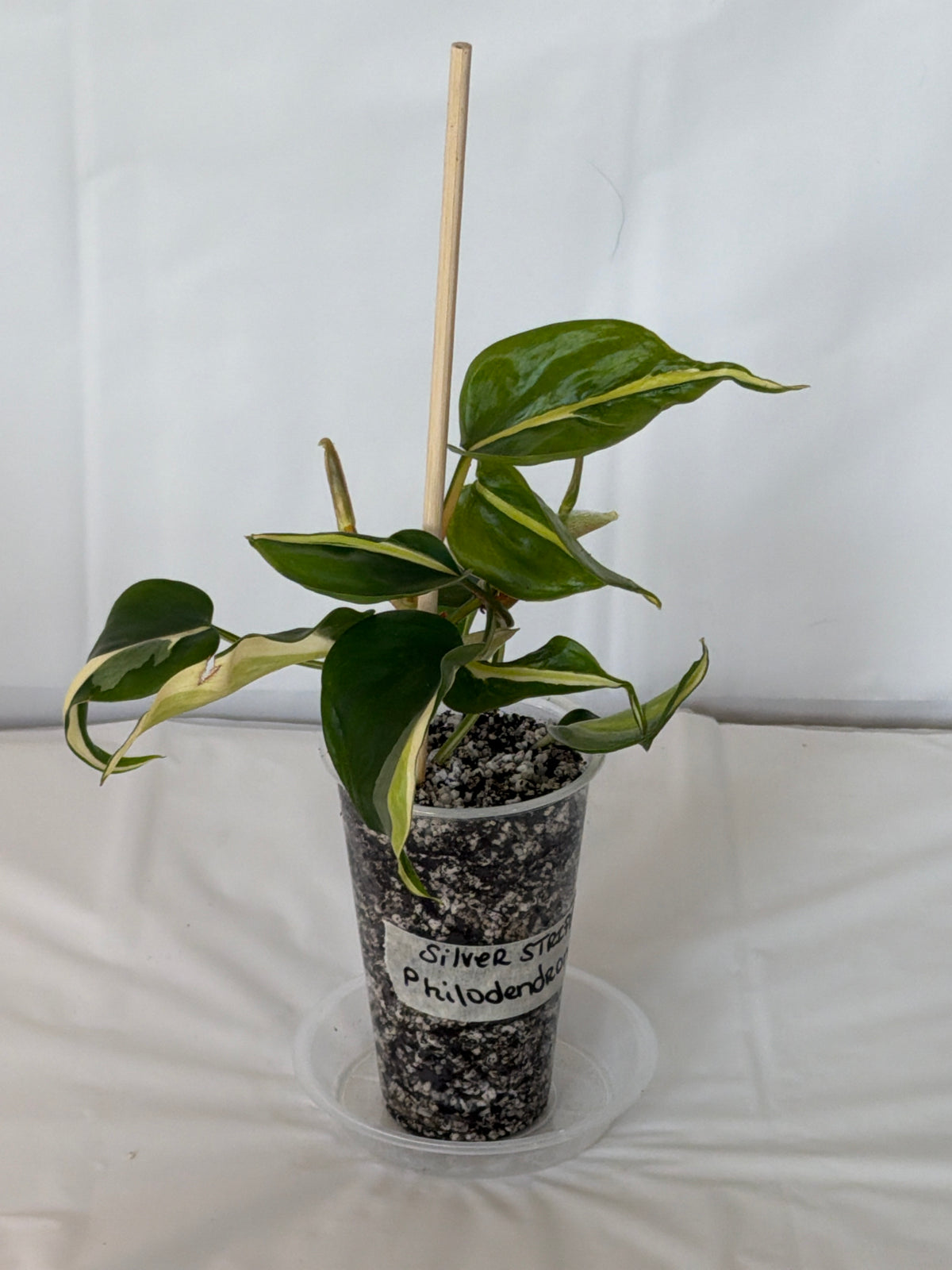 Silver Stripe Philodendron