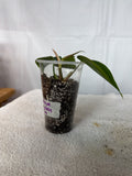 Silver Stripe Philodendron