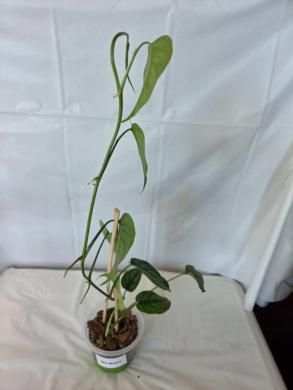 Silver Monstera