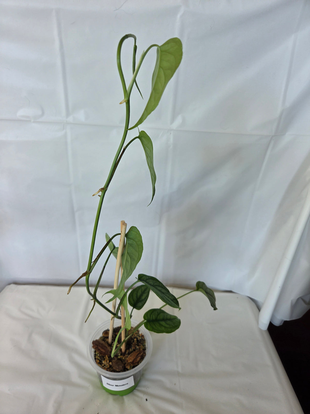 Silver Monstera