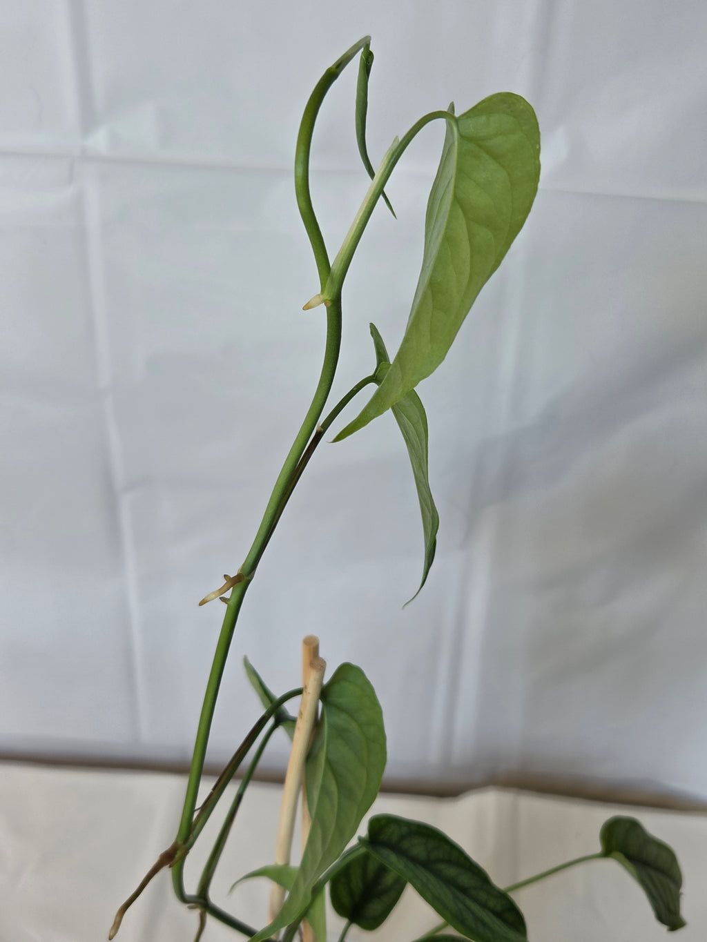 Silver Monstera
