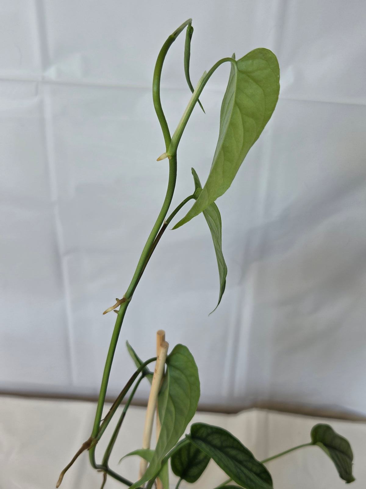 Silver Monstera