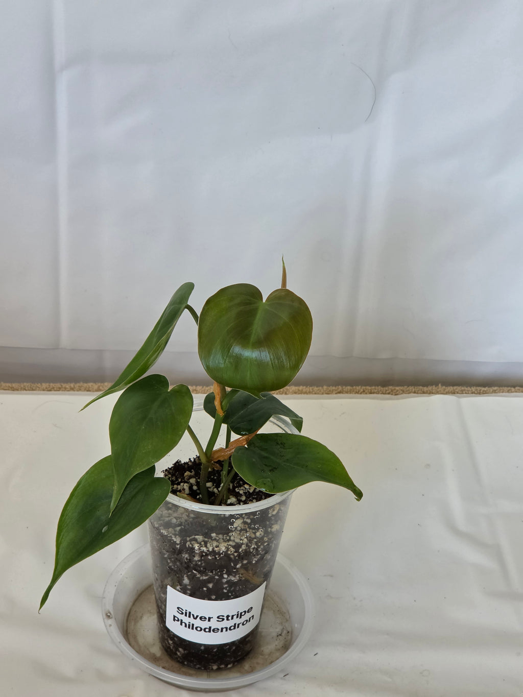 Silver Stripe Philodendron