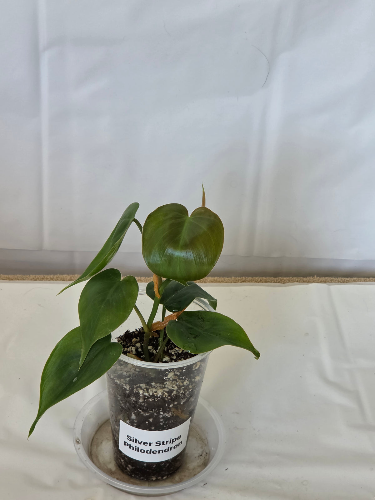 Silver Stripe Philodendron