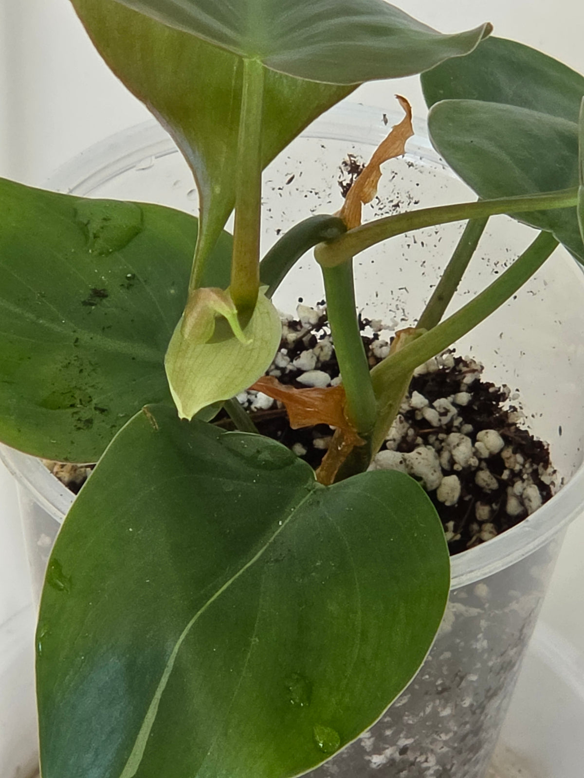 Silver Stripe Philodendron