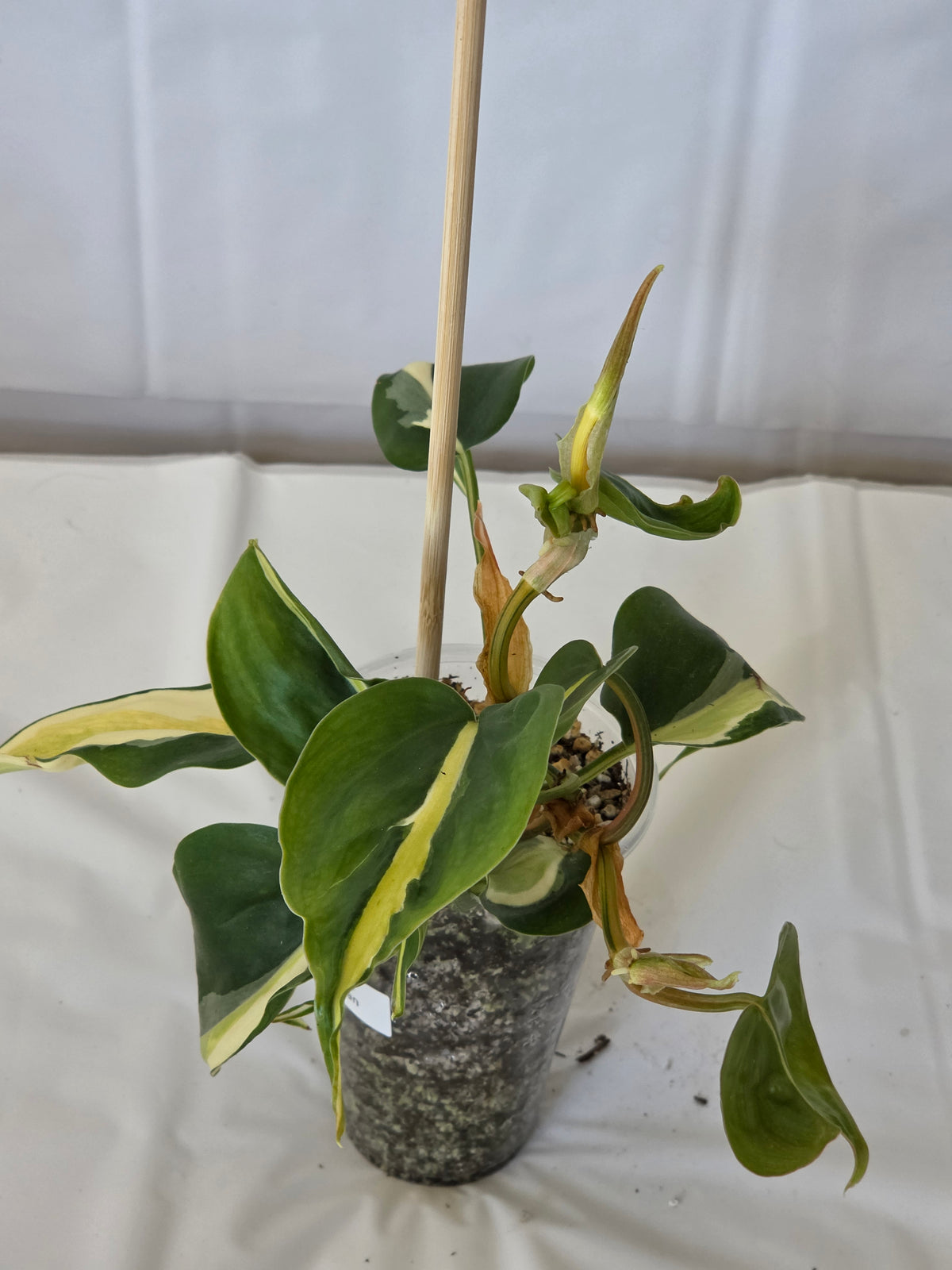 Silver Stripe Philodendron