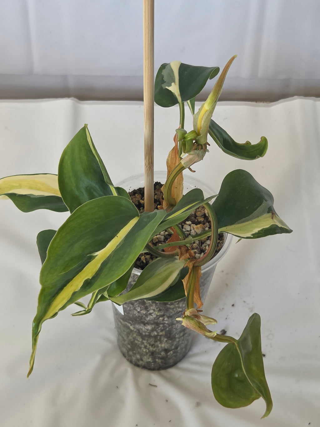Silver Stripe Philodendron