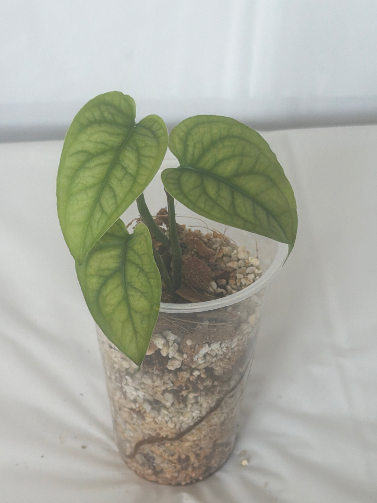 SpiderMan Monstera