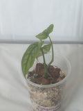 SpiderMan Monstera
