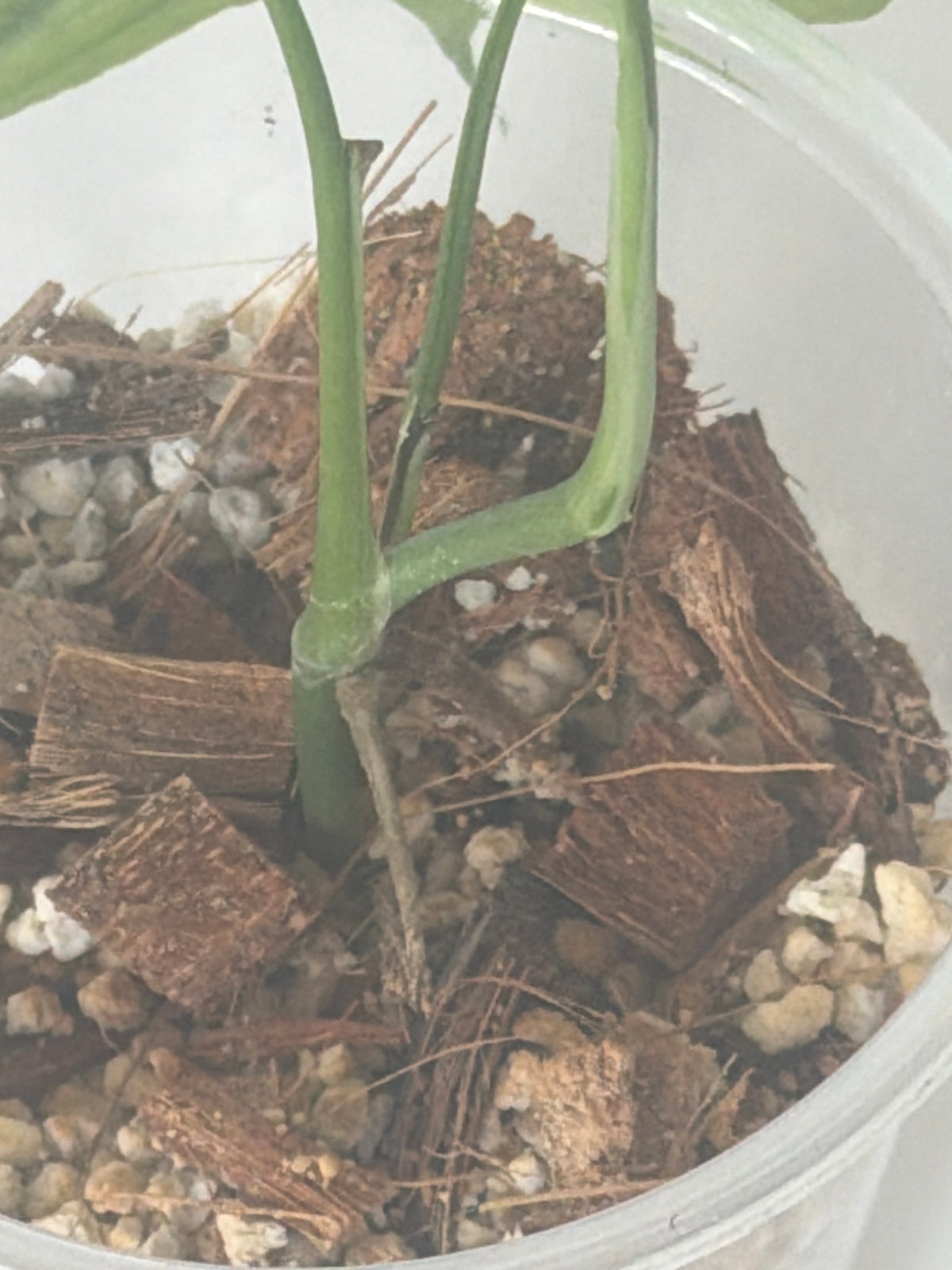SpiderMan Monstera