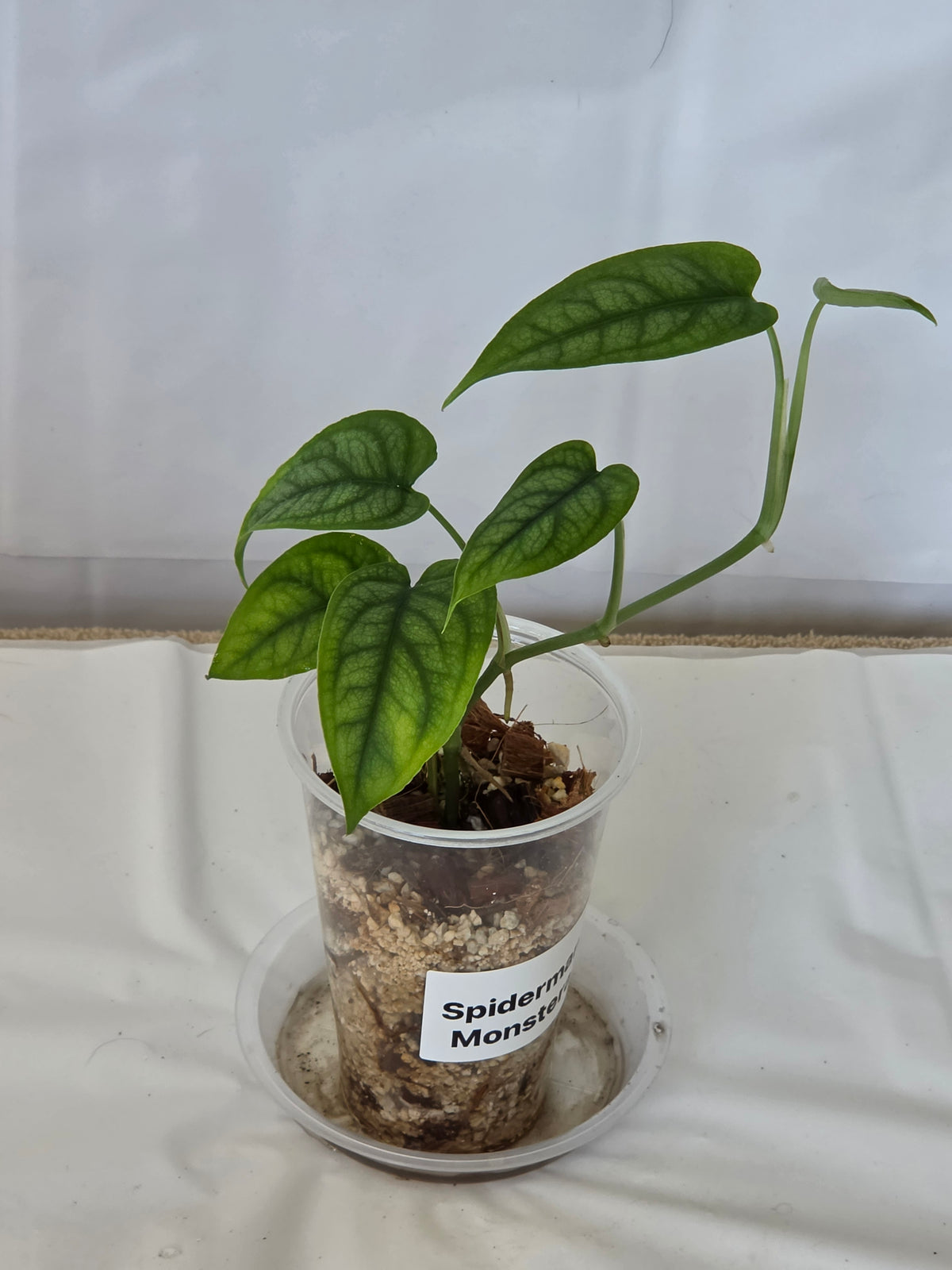 SpiderMan Monstera