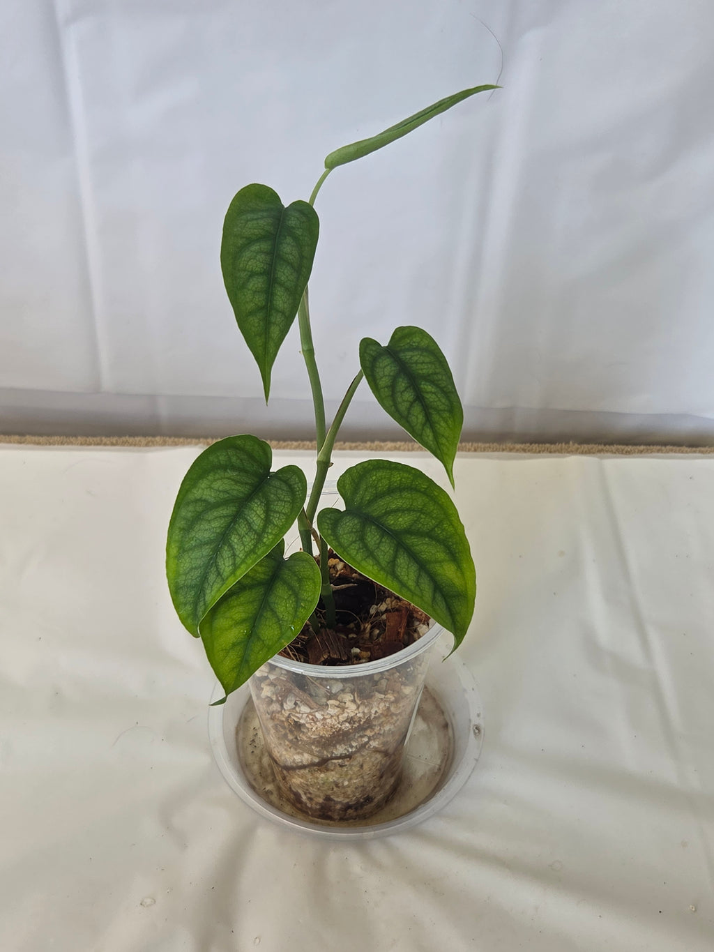 SpiderMan Monstera