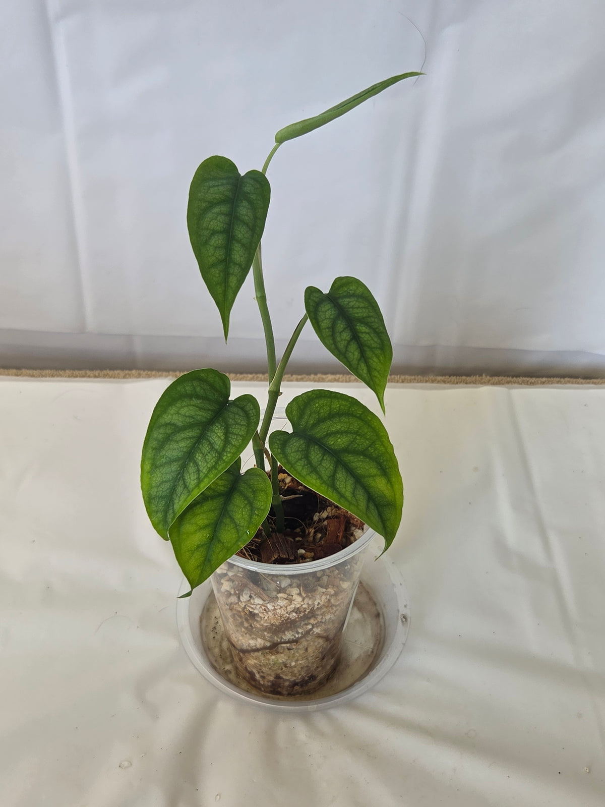 SpiderMan Monstera