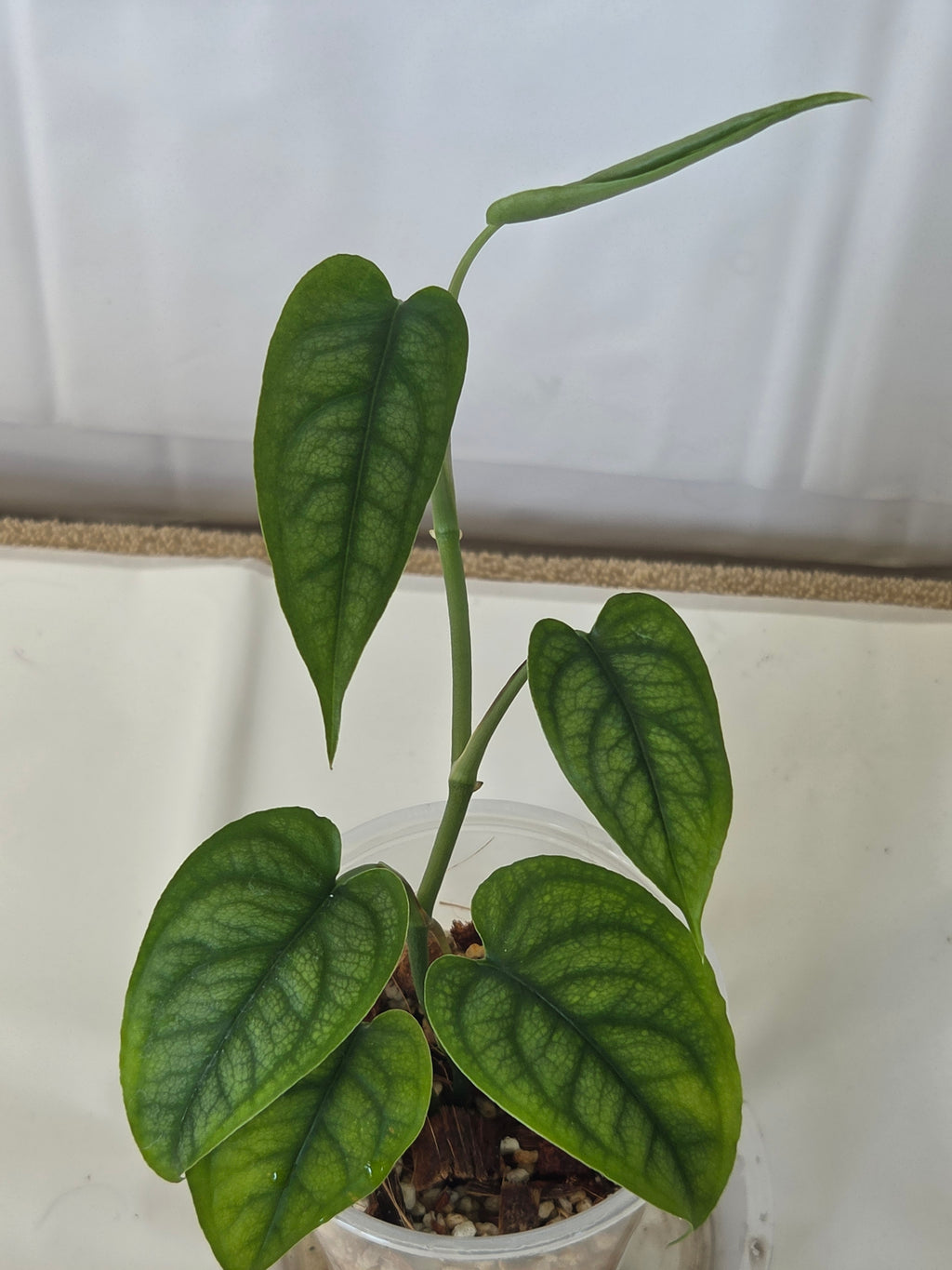 SpiderMan Monstera