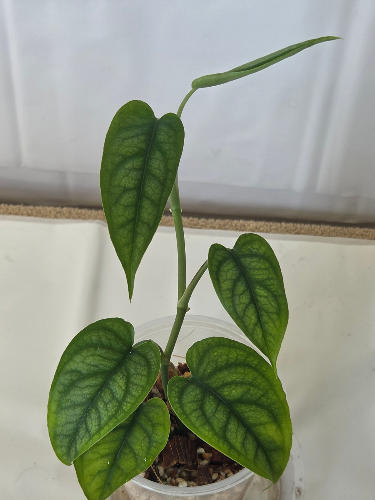SpiderMan Monstera