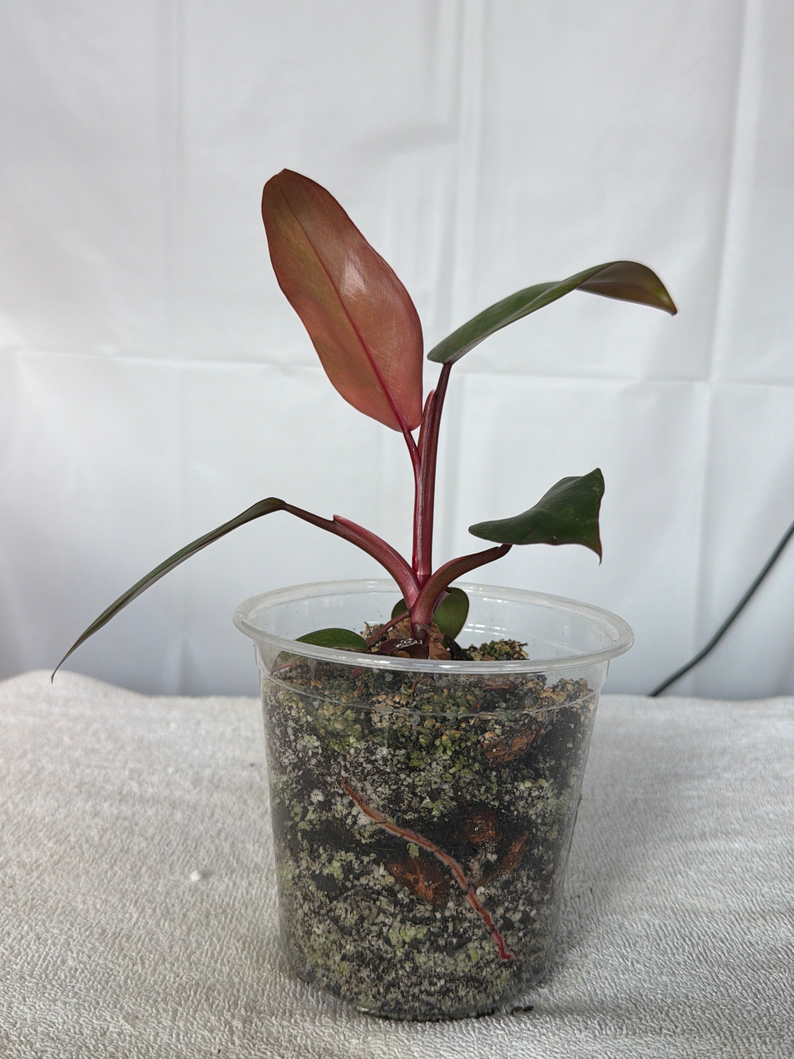 Philodendron Strawberry Shake